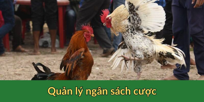 Quản lý ngân sách cược